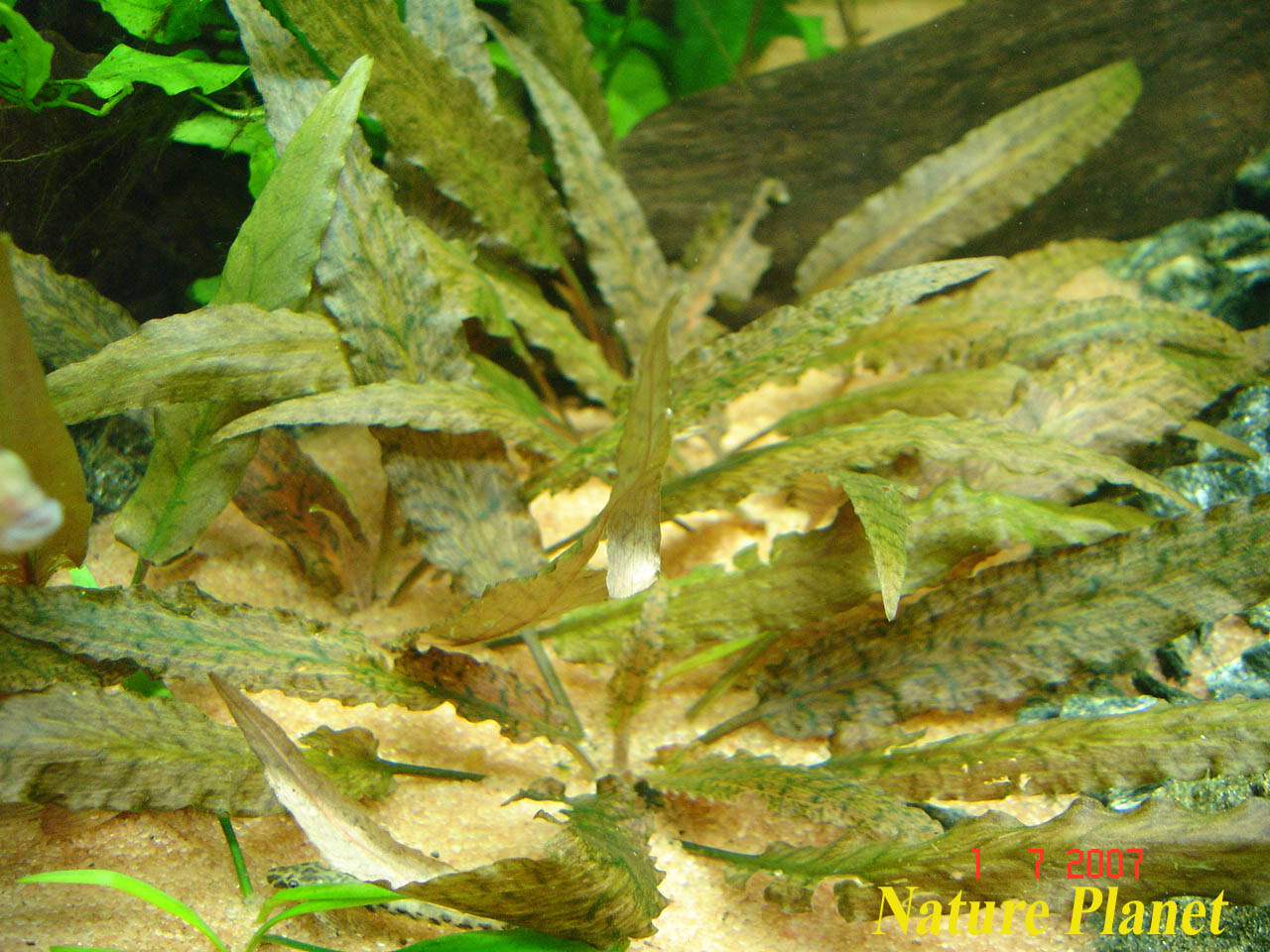 [DSC00567.JPG]