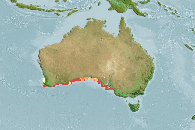 [Mapa+Phycodurus+eques.jpg]