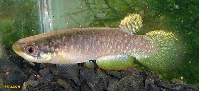 [rivulus_simplicis12.jpg]