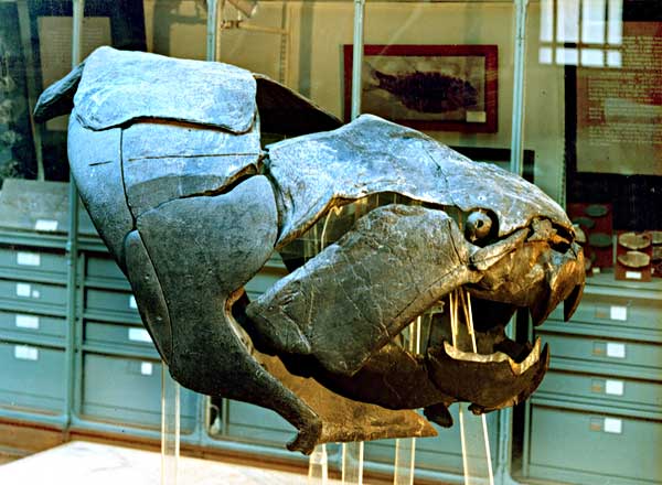 [dicksonosteus.jpg]