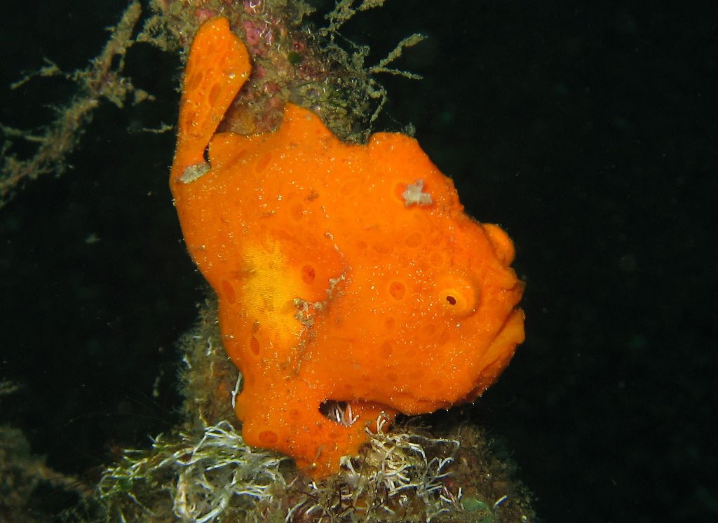 [frogfish.jpg]