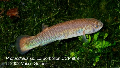 [Profundulus_sp.jpg]