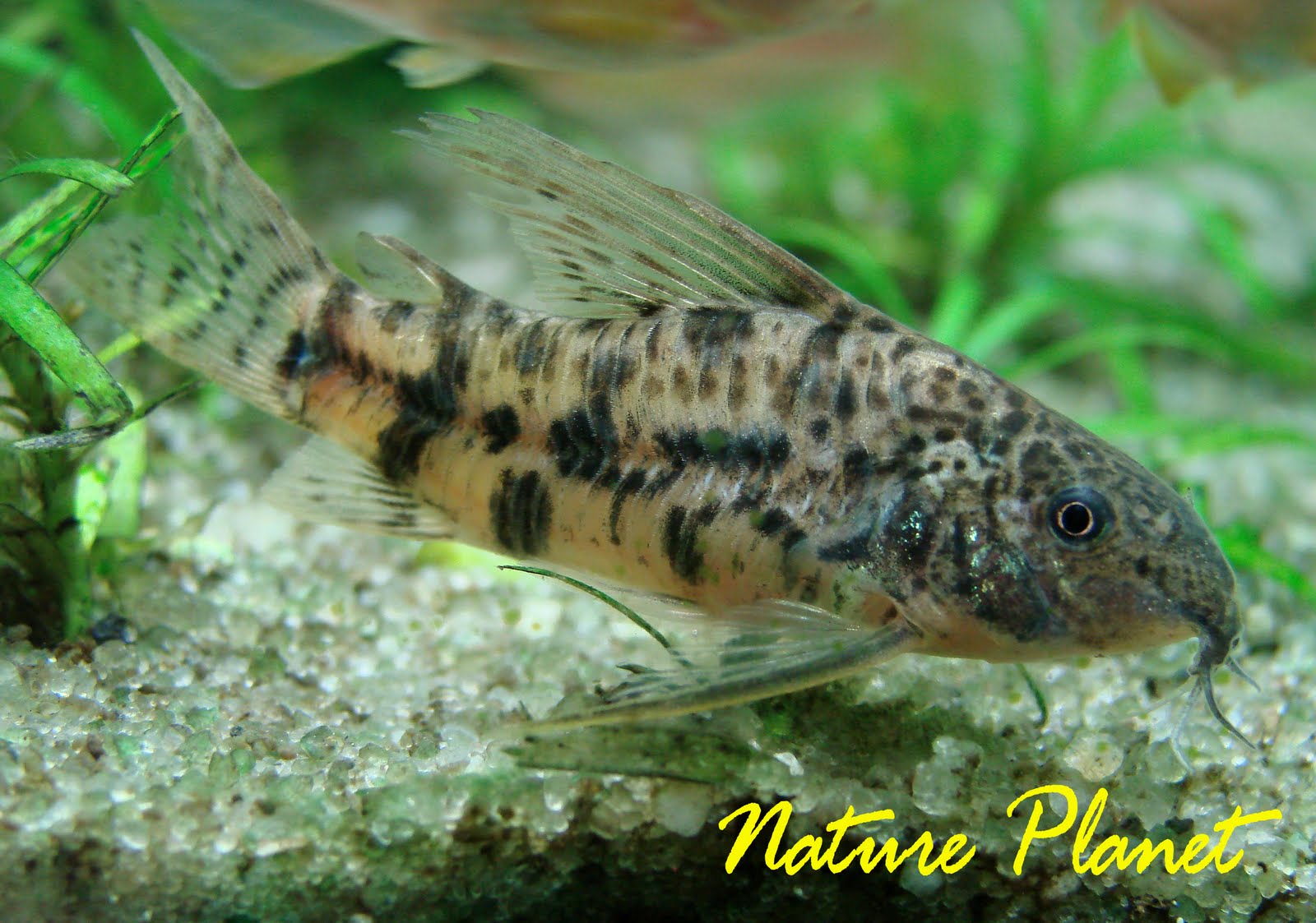 [Smacropterus2.jpg]