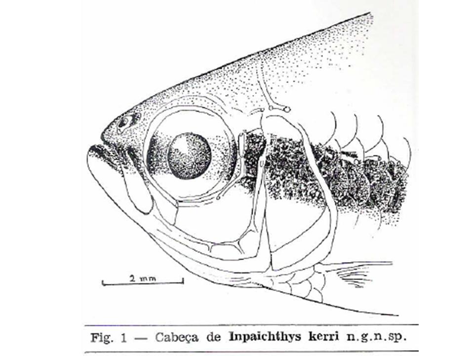 [Inpaichthys.JPG]