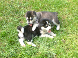 Malamute Puppies