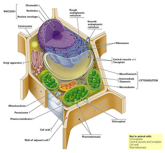 animal cell labeled parts. animal cell diagram without