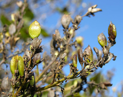 Studio and Garden: Seeds and Berries