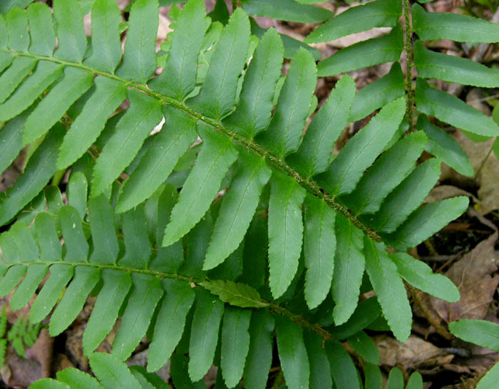 Studio and Garden A Walk in the Woods The Shapes of Ferns