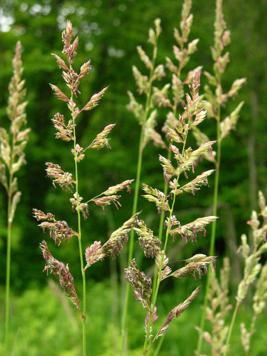 Studio and Garden Flowering Grasses
