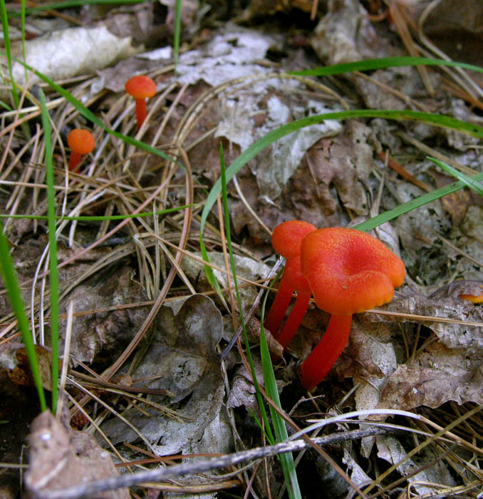Top 90+ Pictures Small Orange Mushrooms On Wood Stunning