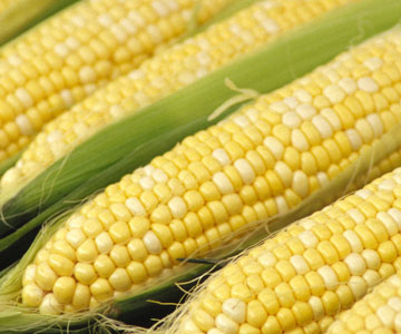 [corn.jpg]