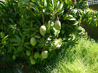 adelaide growing mangoes years