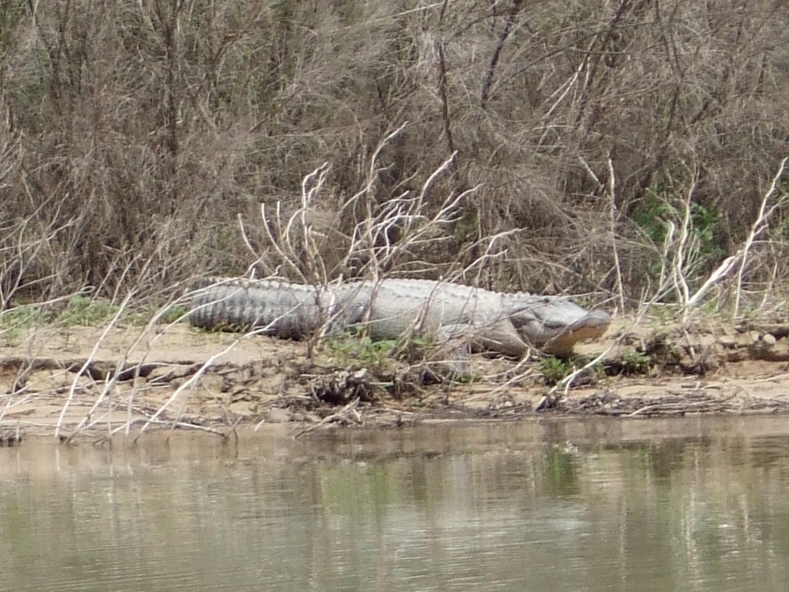 Texas Cryptid Hunter New Photos of the Lampasas River Alligator