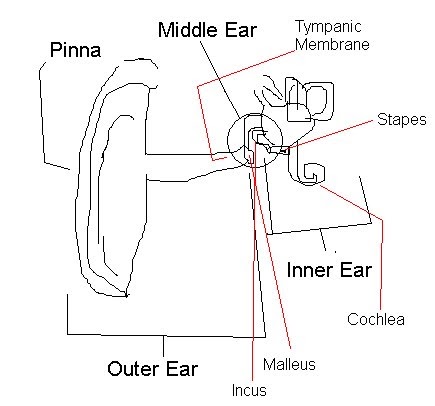 Anatomy/Physiology Assignments: Basic Ear Anatomy Worksheet