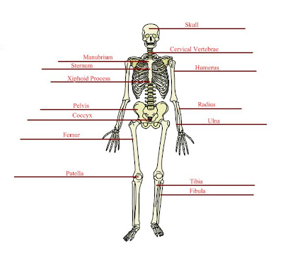 Anatomy/Physiology Assignments: Basic Skeletal Anatomy Worksheet