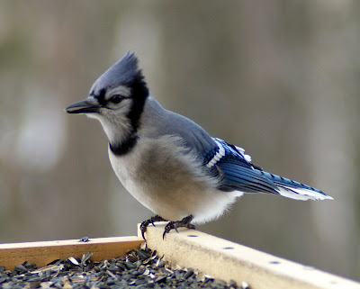 Northern Blue Jay