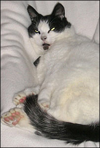 [cat.jpg]