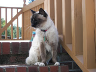 Old Cat
