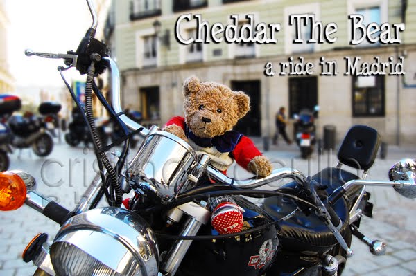 Cheddar The Bear