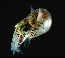 Bob Tailed Squid