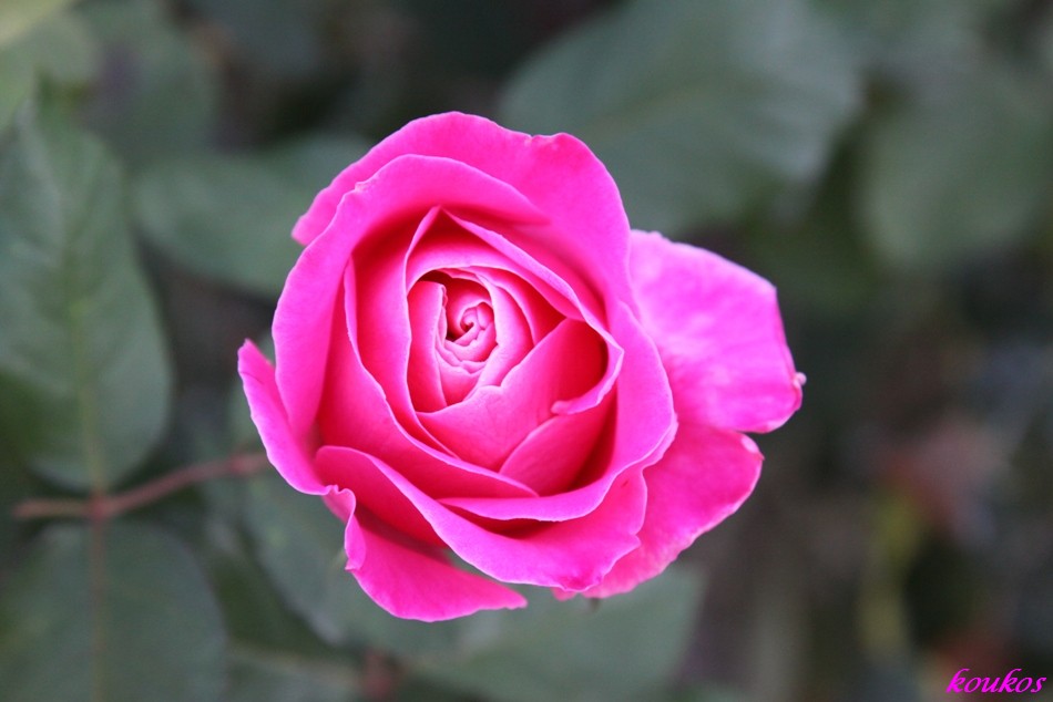 [IMG_0194b.JPG]