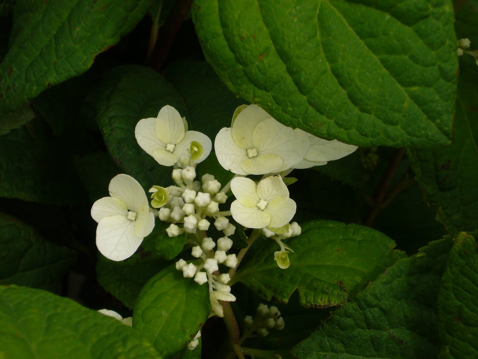 From The Garden Bench Hydrangea Heaven