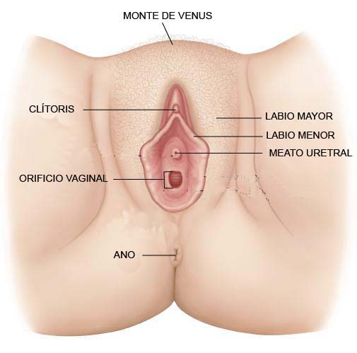 Genitales Femeninos Externos   -Descripcion completa e histologica-     FABIAN MENESES RUEDA 102101040 Vulva+con+nombres