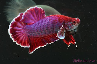 hary_kediri: IKAN CUPANG