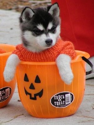 [Imagen: animales-graciosos-imagenes-images-pic-pics-husky.jpg]