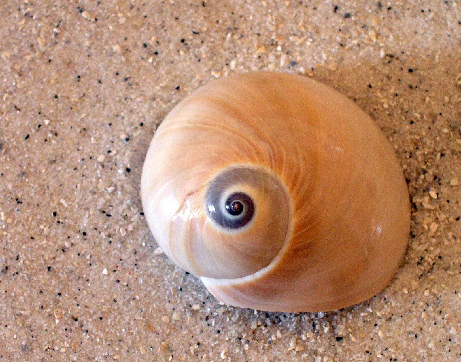 [Week-5-Shell.jpg]
