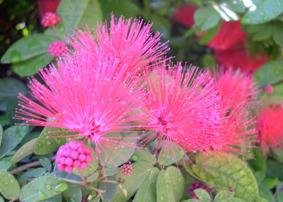 Calliandra Sierra Star