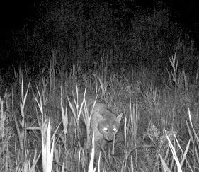 Dorset Big Cats Bournemouth Echo Dorset Big Cats Bournemouth Echo