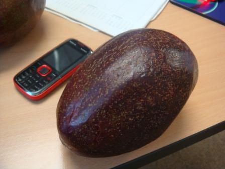 Biggest Avocado