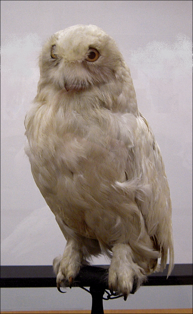 Stretching the Boundaries The owls of Harry Potter