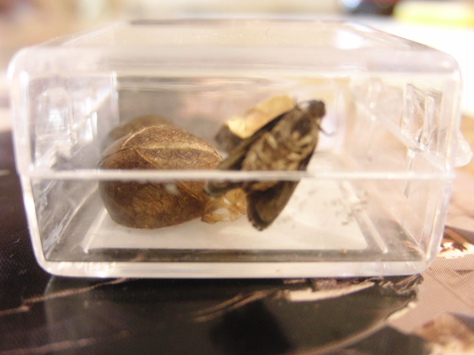 So Said She. Mexican Jumping Bean.