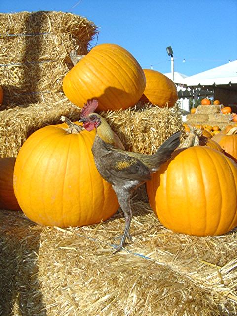 Alex at the Atascadero Pumpkin Farm