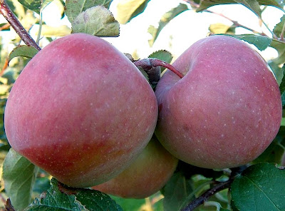 Fuji variety