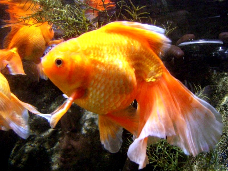 Veiltail Goldfish All about veiltails The Goldfish Tank