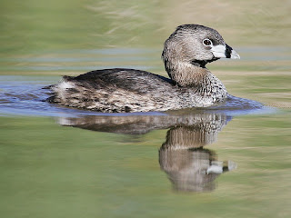 grebe