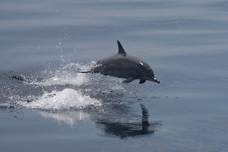 spinner dolphin