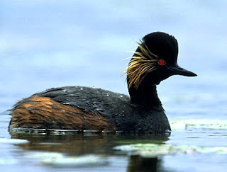 eared grebe