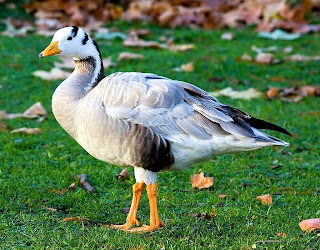 bar headed goose