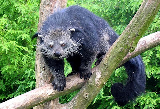 binturong in Malaysia