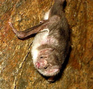 vampire bat