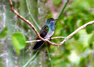 Emerald bird