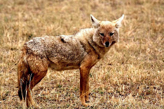 golden jackal