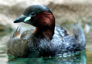 little grebe