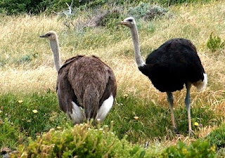 Ostriches