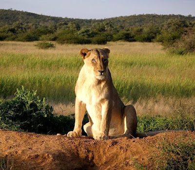 Lions are found in Uganda