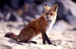 red fox in Cyprus